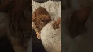 The Daily Catnap🐱~Day 12 of 365 #shorts #cat #relaxing #catvideos #daily