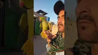 Parrot flying in hand home #parrot #shortvideo