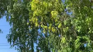 Улица Большая Гальянская. Нижний Тагил.
