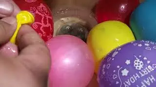 Most Relaxing Balloon Water Burst ASMR #poppballons #balloon #funny#pop #satisfying