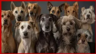 Dog Fighting Video || Village || कुत्तो का खतरनाक झगड़ा