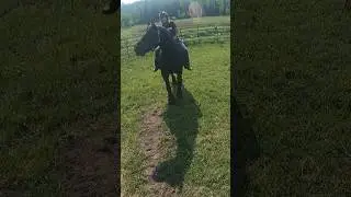 Mable neighs during a training session! #drafthorses #workinghorses #percheron