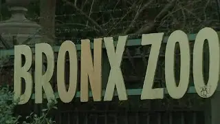 Tiger at Bronx Zoo tests positive for COVID-19