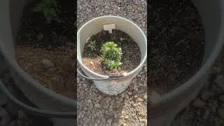 First Frost: Winter Coats for Your Pepper and Vegetable Plants