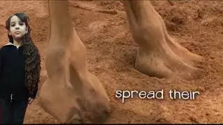 Adaptation the camel