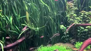 Fire Eel Tank (read dis)