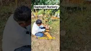 Latest mango || Saptagiri Nursery || 7075858499 || Tommy Atkin