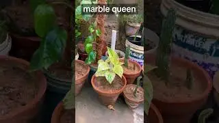 Marble Queen Plant | How to Prepare Marble Queen Plant