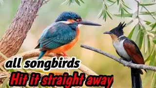 Loud & Clear Bird Sounds for Gacor Birds | Natural Jungle Therapy