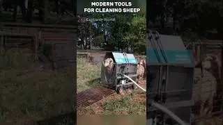 modern tools for cleaning sheep