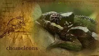 Chameleon Video - Answersingenesis.org