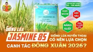 Giống l&uacute;a Jasmine 85 B&igrave;nh Đức hay Jasmine N&ugrave; c&ograve;n kh&ocirc;ng? Jasmine c&oacute; nhược điểm g&igrave;? #tubanluagiong