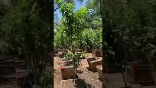 Most expensive nursery &ldquo;Austin , Texas&rdquo;