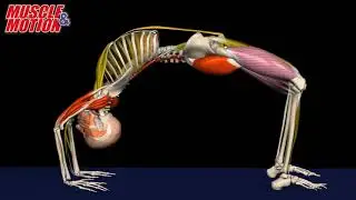 Upward Bow Pose