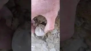 Echinoid sea urchin fossil hunting in Texas