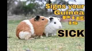 Signs your Guinea Pig is SICK / My Pet Collection / bikerrajat