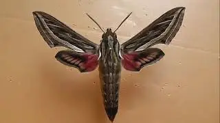 БРАЖНИКИ: 22. Hippotion celerio (Большой Винный Бражник)