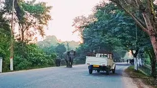 🛣 Wild Elephants Blocking Road | Forest Road Encounter | Elephant Crossing in Village 🔥 