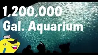 ЭКСКУРСИЯ ПО АКВАРИУМУ ОБЪЕМОМ 1 200 000 ГАЛЛОНОВ! &mdash; Аквариум залива Монтерей