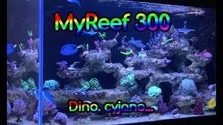 (122) MyReef 300 / Dino / Cyjano - Akwarium morskie - Reef aquarium