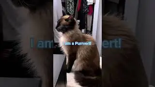 Are you an extrovert or an introvert? #meow #cat #introvert #extrovert #catofyoutube
