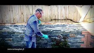 Comment traiter ses rosiers contre les pucerons ?