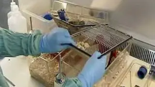 Mice in medical research