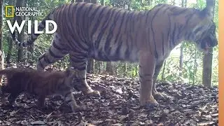 Rarely Seen Tiger Cubs a Sign of Hope for Endangered Species | Nat Geo Wild
