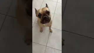 Quand tu rentres du travail #bouledogue #bouledoguefrancais #bulldog #frenchbulldog