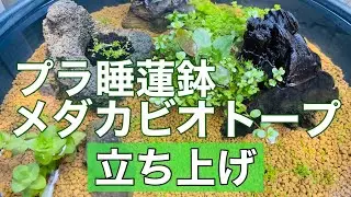 プラ睡蓮鉢でメダカのビオトープを立ち上げ【水草】