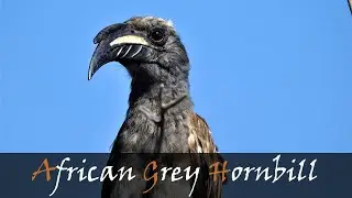 African Grey Hornbill (Lophoceros nasutus) Bird Call | Kruger Bird Calls | Stories Of The Kruger