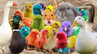Transport cute chicks, Colorful Chicks, Rabbit, Duck Pekin, Marmot, Swan, Turtle, Cute Animals