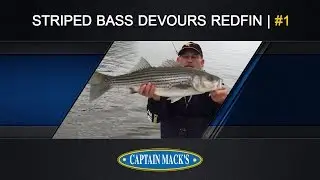 Lanier Striper Crushes Redfin