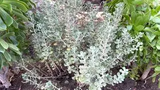 Leucophyllum langmaniae 'Lynn's Legacy' (Lynn Lowery's Rain Sage)