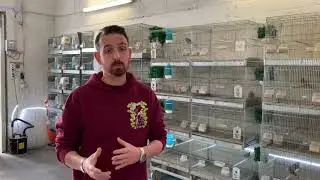 Speratura uova canarni ed altri uccelli - Davide Rizzi
