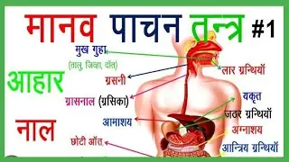 How dose digestion work in human body || #digestion #digestivesystem #digestiveproblems#