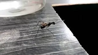 The Ensign Wasp Uses Teleportation In Real