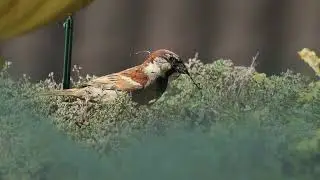 House Sparrow Call & Song | Backyard Bird Sounds