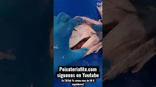 COC, COCOCHAS 😂 #calidad #fitness #pescado #asmr #espa&ntilde;a #fishing #gym #tutorial #asmrsounds #viral
