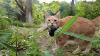 Does Lexi Cat Kill Birds?