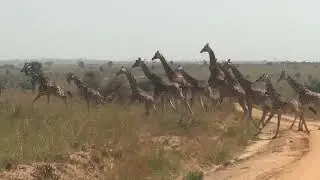 KNOW YOUR WILDLIFE!!! - A group of Giraffe is Called - Journey/ Tower