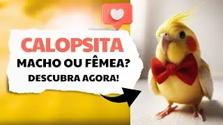 Como Saber se Sua Calopsita é Macho ou Fêmea [Descubra agora!]
