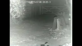 Brown Long Eared Bat