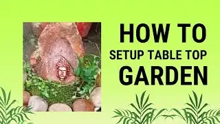 Table Top Garden #youtube videos #gardening #smallgarden#moss#houseplants