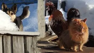 Концерт  к 8 марта! Pavlov rooster, Concert for Favorite Cat
