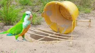 Easy Underground Parrot Trap _ Incredible Bird Trap Working 100%