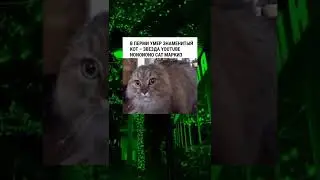 NONONO CAT Маркиз