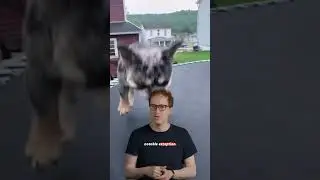 Как распознать видео с ИИ &mdash; животные на батутах #кролики #собака #медведь #кролик #ИИ