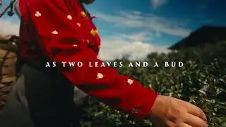 Jay Shree Tea's Risheehat Tea Estate: Every morning, we capture Nature's Freshness #DarjeelingTea