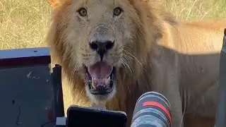 Lion Ready to Attack on Tourists | Black Rock Male Olobor | Dangerous Sighting